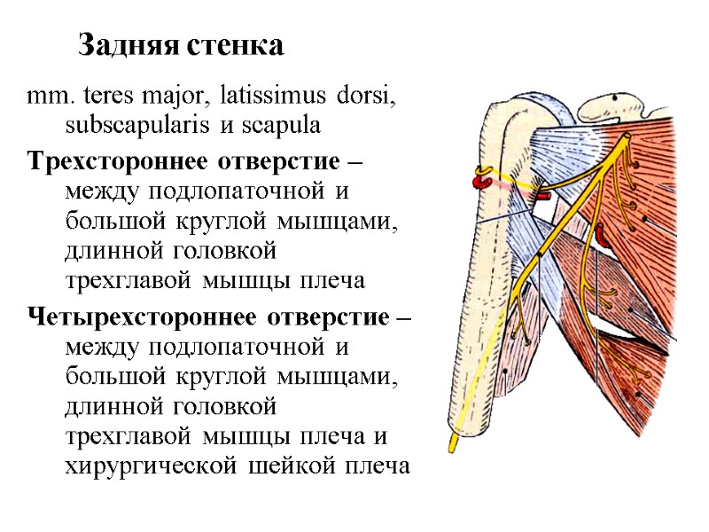 mm. teres major, latissimus dorsi, subscapularis и scapula Трехстороннее отверстие – между подлопаточной и